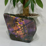 Labradorites Violettes